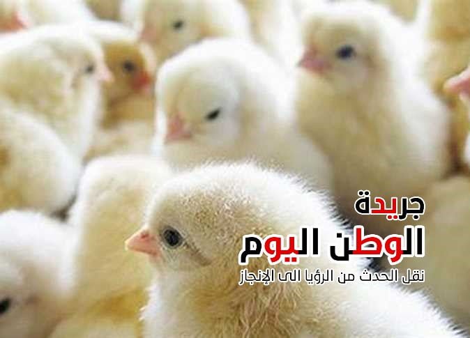 سعر الكتكوت الأبيض عمره يوم