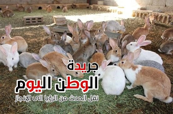 سعر كيلو الأرانب يباع حاليًا بـ 105 جنيهات.