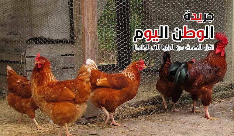 أسعار الفراخ البلدي اليوم الثلاثاء 12 -4- 2023