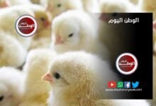 عاجل : الكتكوت الأبيض يصل لـ6 جنيهات وشعبة الدواجن تعلن 35 % تراجعًا في الأسعار بالمزارع
