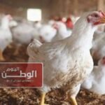 تراجع الفراخ البيضاء وارتفاع البيض مع اقتراب رمضان في الأسواق