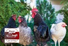 آخر تحديث لبورصة الدواجن الرئيسية مفاجأة في أسعار الدواجن والبيض اليوم الأحد 14 يناير