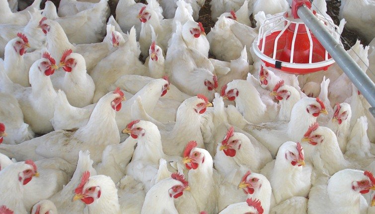 رئيس شعبة الدواجن سعر كيلو الدواجن البيضاء يتراوح حاليا في المزرعة بين 70 إلى 72 جنيها 