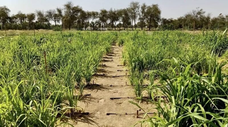الحبس والغرامة ومصادرة العقار عقوبات التعدي على الأراضي الزراعية بمصر 