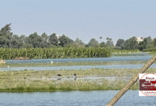 اطمئنوا يا مصريين.. مصر بخير والزيادة في النيل تحت السيطرة 