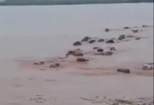 حقيقة فيديو انجراف أبقار من السودان إلى مصر بفيضان النيل 