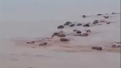 حقيقة فيديو انجراف أبقار من السودان إلى مصر بفيضان النيل 