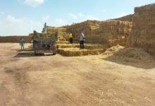 محافظ الشرقية تجمع أكثر من 33 ألف طن قش أرز للتخلص الآمن 