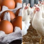 استقرار أسعار الفراخ البيضاء اليوم الجمعة 20 فبراير 2026 في ثاني أيام رمضان