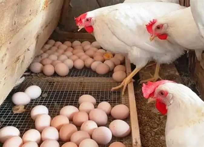 انخفاض جديد بأسعار الدواجن اليوم مع استمرار تراجع الفراخ البيضاء