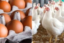 انخفاض جديد بأسعار الدواجن اليوم مع استمرار تراجع الفراخ البيضاء