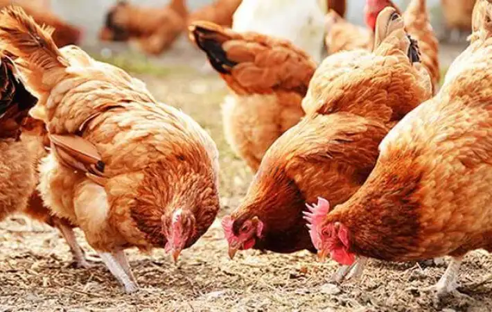 أسعار الدواجن والبيض واللحوم اليوم السبت 27 ديسمبر 2025 في الأسواق الشعبية