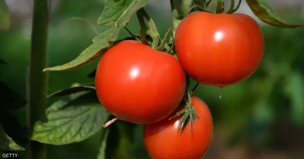 أسعار الطماطم