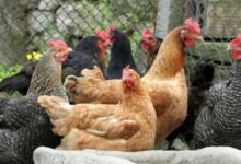 انخفاض جديد في أسعار الفراخ البيضاء والبط البلدي بالأسواق الشعبية