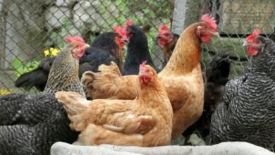 انخفاض جديد في أسعار الفراخ البيضاء والبط البلدي بالأسواق الشعبية