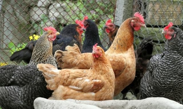 انخفاض جديد في أسعار الفراخ البيضاء والبط البلدي بالأسواق الشعبية