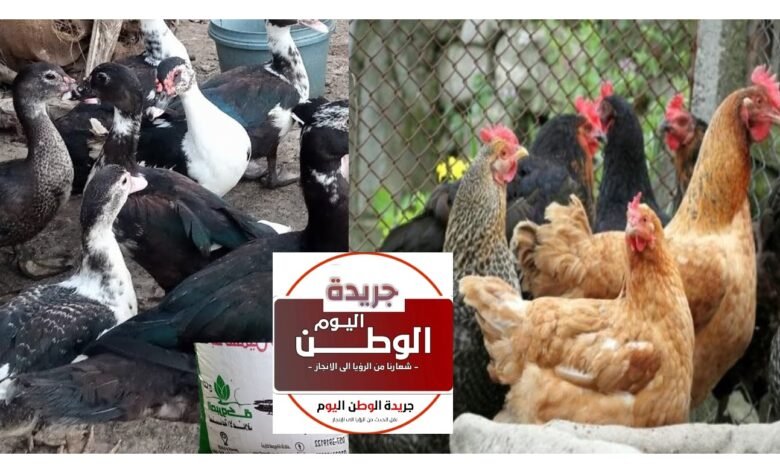 أسعار الفراخ البلدي والبط في أسواق الشرقية غدًا الجمعة 26 ديسمبر