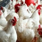 أسعار الفراخ اليوم الأربعاء 11 فبراير 2026 مستقرة في بورصة الدواجن