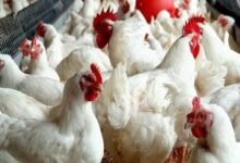 أسعار الفراخ اليوم الأربعاء 11 فبراير 2026 مستقرة في بورصة الدواجن