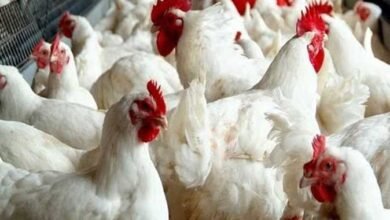 أسعار الفراخ اليوم الأربعاء 11 فبراير 2026 مستقرة في بورصة الدواجن