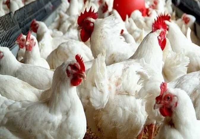 أسعار الفراخ اليوم الأربعاء 11 فبراير 2026 مستقرة في بورصة الدواجن