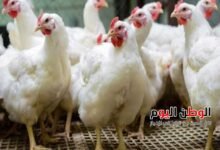 أسعار الفراخ البيضاء اليوم الخميس 11-12-2025 71 جنيهًا للمستهلك