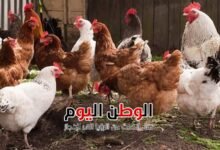 أسعار الفراخ البيضاء والبلدي غداً السبت 13 ديسمبر 2025 في مصر استقرار مع ارتفاع طفيف