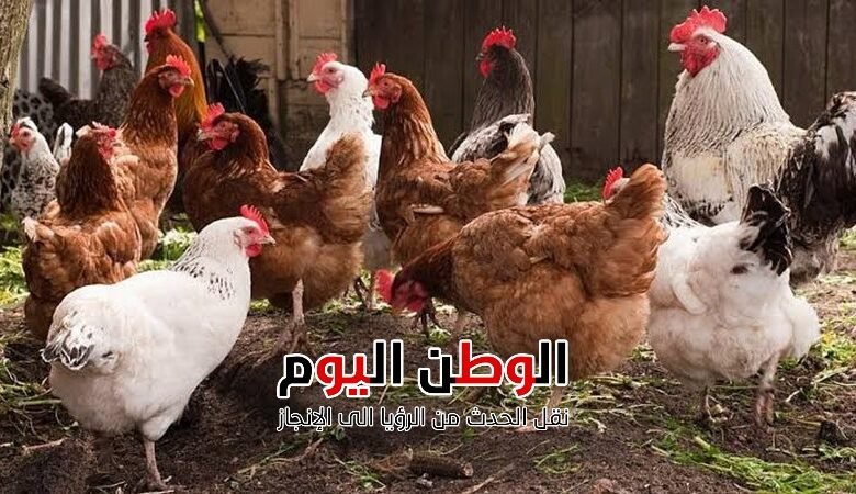 أسعار الفراخ البيضاء والبلدي غداً السبت 13 ديسمبر 2025 في مصر استقرار مع ارتفاع طفيف