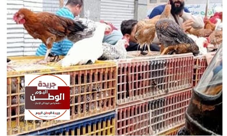 أسعار الفراخ البيضاء اليوم