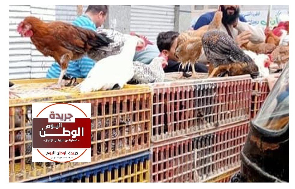 أسعار الفراخ البيضاء اليوم