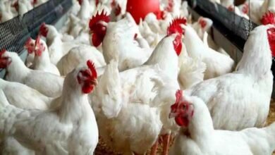 أسعار الفراخ البيضاء والساسو والبلدي اليوم الثلاثاء 16 ديسمبر 2025 مستقرة