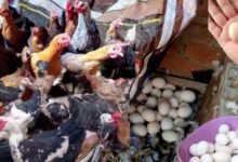 أسعار الفراخ والبط في أسواق الشرقية اليوم الأحد 14 ديسمبر 2025 استقرار نسبي