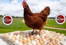 أسعار الفراخ والبيض اليوم الأحد في مصر استقرار طفيف مع نصائح حماية