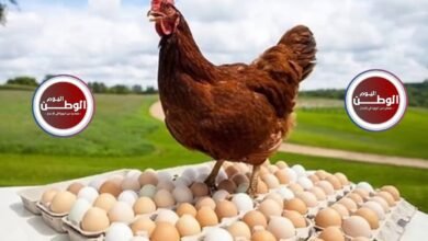 أسعار الفراخ والبيض اليوم الأحد في مصر استقرار طفيف مع نصائح حماية