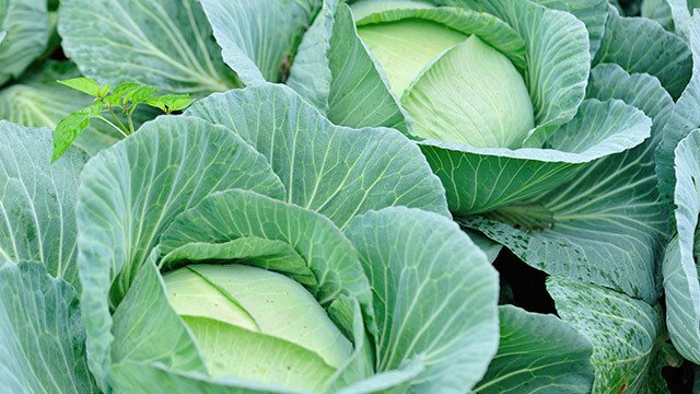 أسعار الكرنب