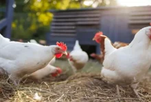 استقرار مفاجئ في أسعار الدواجن والبيض اليوم الإثنين 29 ديسمبر 2025