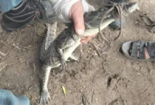 اصطياد التمساح في مصرف الزوامل بالشرقية بعد جهود موسعة من الأجهزة التنفيذية