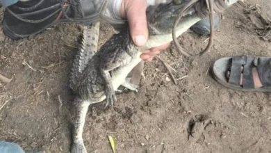 اصطياد التمساح في مصرف الزوامل بالشرقية بعد جهود موسعة من الأجهزة التنفيذية