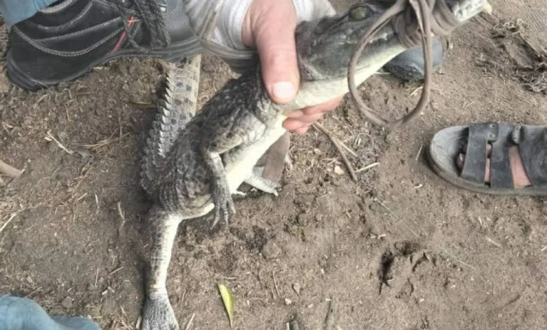 اصطياد التمساح في مصرف الزوامل بالشرقية بعد جهود موسعة من الأجهزة التنفيذية