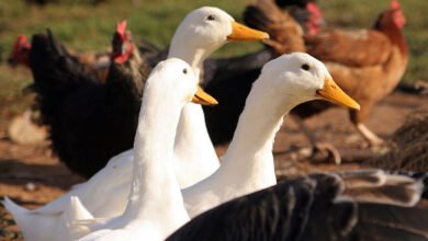 انهض اشترى مفاجأة جديدة في أسعار الدواجن والبيض اليوم الخميس 25 ديسمبر 2025