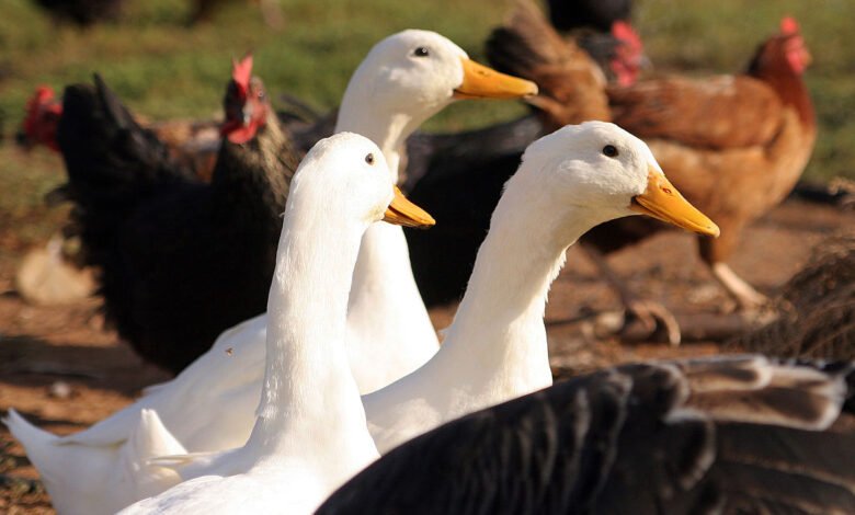 انهض اشترى مفاجأة جديدة في أسعار الدواجن والبيض اليوم الخميس 25 ديسمبر 2025