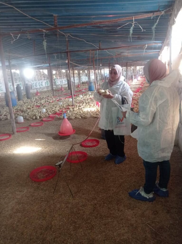 بيطري الشرقية يحصن 142895 طائراً ضد أنفلونزا الطيور في نوفمبر