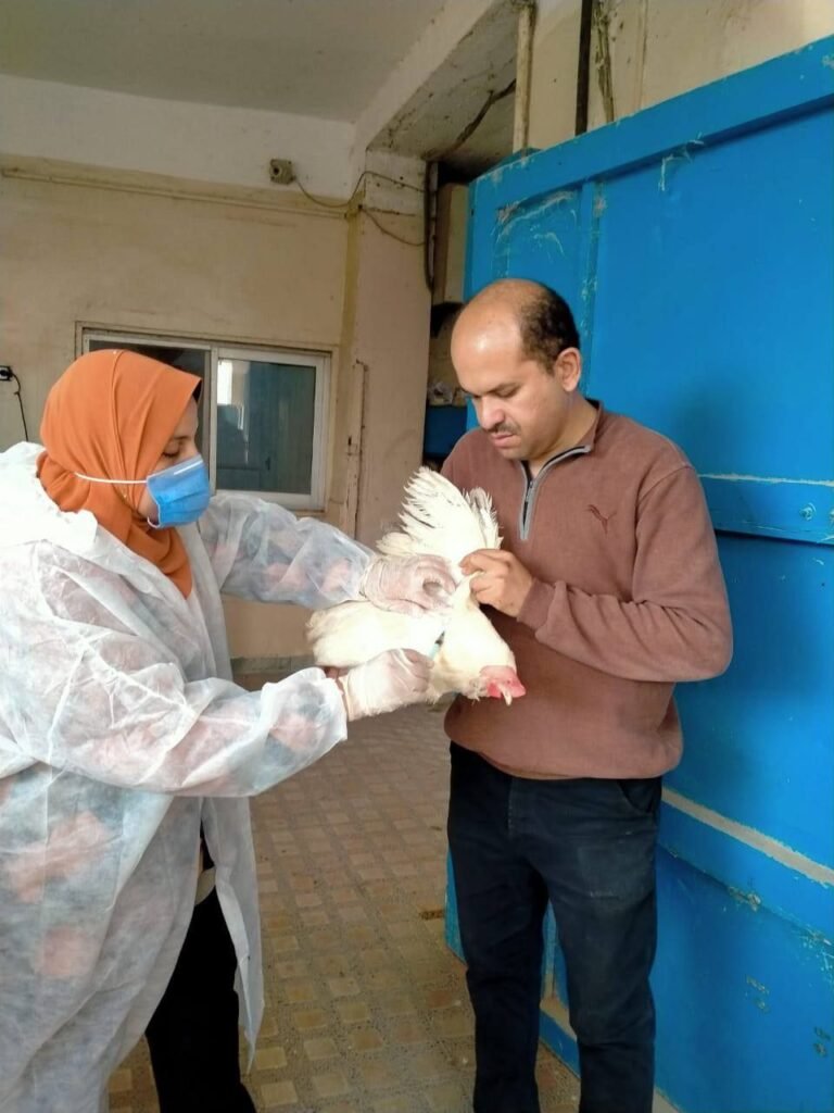 بيطري الشرقية يحصن 142895 طائراً ضد أنفلونزا الطيور في نوفمبر
