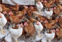 تراجع جديد في أسعار الفراخ البيضاء والبلدي اليوم الأحد 21 ديسمبر