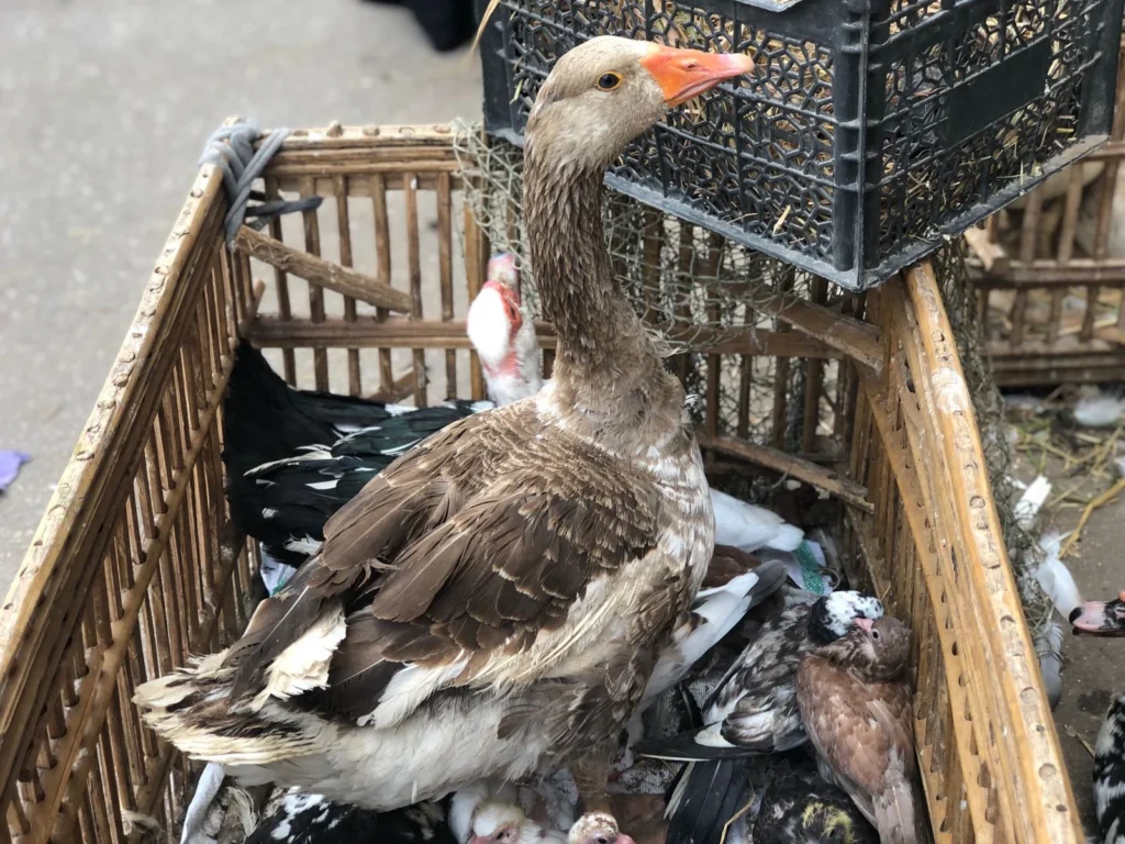 تراجع طفيف في أسعار الفراخ البيضاء مع استقرار الطيور الأخرى اليوم