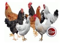 تراجع طفيف في أسعار الفراخ البيضاء مع استقرار الطيور الأخرى اليوم