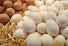 تعرف على سعر طبق البيض اليوم الأربعاء 10 ديسمبر 2025 في المزرعة والأسواق