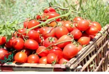 نقيب الفلاحين ينصح المواطنين بتخزين الطماطم قبل ارتفاع الأسعار المتوقع