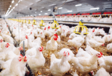 وزارة «الزراعة» تؤكد سلامة جميع دواجن المزارع المرخصة وتواصل حملات التفتيش المكثفة