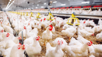 وزارة «الزراعة» تؤكد سلامة جميع دواجن المزارع المرخصة وتواصل حملات التفتيش المكثفة